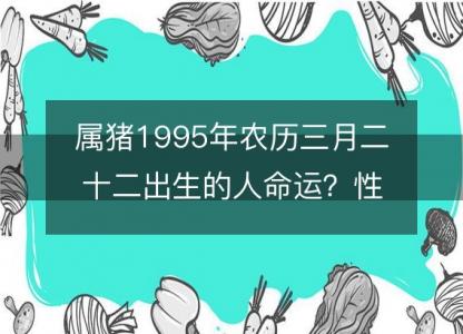 属猪1995年农历三月二十二出生的人命运?性格、感情、婚姻解析