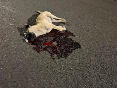 开车路上撞死狗吉凶吗好吗 开车撞死了狗正确的处理方法