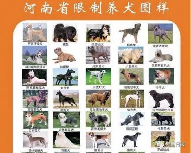 家中不宜养狗狗吗吉凶 家中养狗的诗词