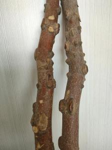 黄柏木能辟邪吗吉凶图 黄柏木和金丝楠木