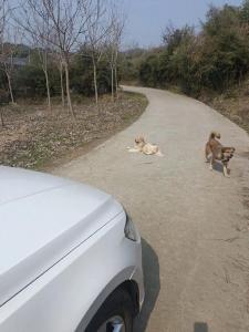 开车遇到狗拦路的吉凶 开车突然树枝拦路