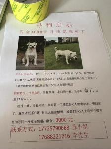小白狗的吉凶预兆有哪些 大黄狗和小白狗