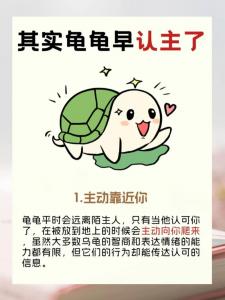 捡到乌龟预示吉凶什么 大坤捡到一只乌龟