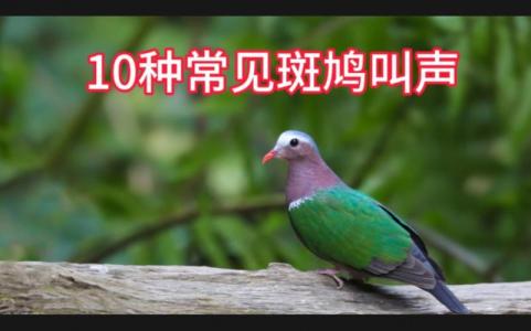 斑鸠鸟叫声吉凶图解 斑鸠鸟叫声有啥忌讳