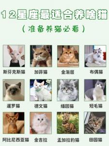 白羊座小猫性格 白羊座专属猫咪