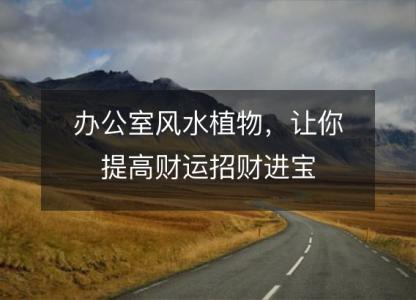 办公室风水植物,让你提高财运招财进宝