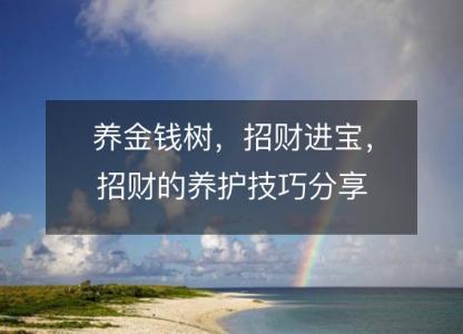 养金钱树,招财进宝,招财的养护技巧分享