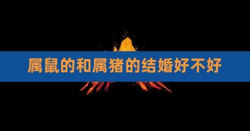 猪跟属鼠合不合婚姻好呀 鼠和猪做生意合不合是什么意思?