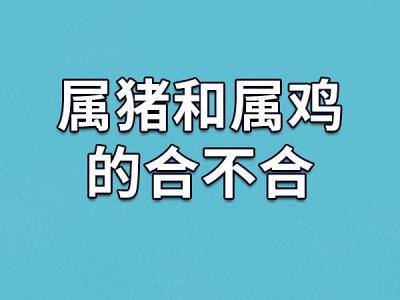 属鸡和属猪的女孩性格 妈妈属鸡爸爸属猪生虎宝宝好不好是什么意思?