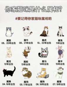 属鼠与猫合不合财运呢女孩 鼠猫再续前缘是什么意思?