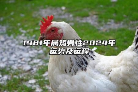 81年属鸡男交大运 81年属鸡男人事业运是什么意思?