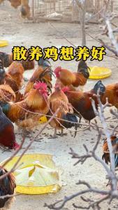 在家养鸡对身体有害吗吉凶 5000只养鸡大棚建造价格